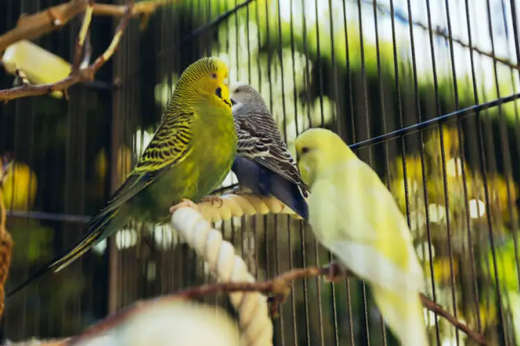 Can I Put My Budgies Cage Outside in Summer