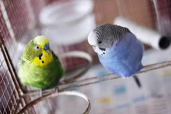 Can budgies sleep with music playing