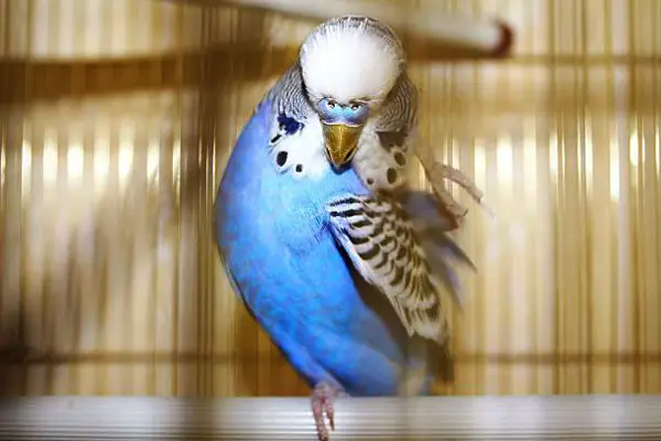 Can budgies sleep with the fan on