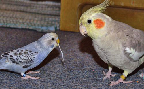 Cockatiel and Budgie Hybrid