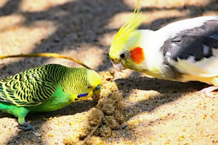 Cockatiel and Budgie Hybrid