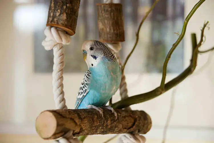Common Mistakes Made by Budgie Owners