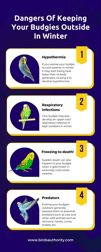 Dangers Of Keeping Your Budgies Outside In Winter