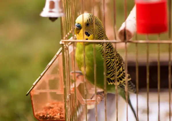 Dangers of keeping your budgies outside in winter
