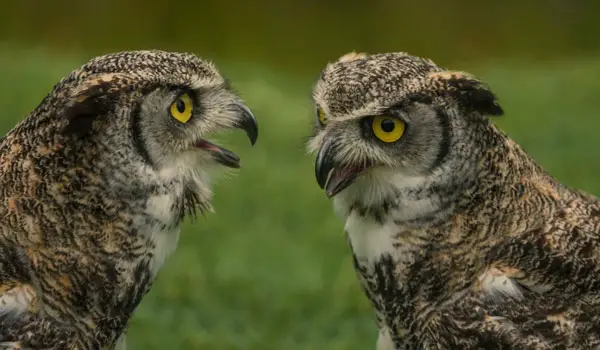 Do Owls Hoot When Mating