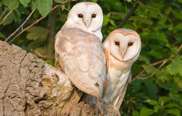 Do Owls Mate For Life
