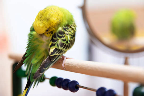 Do budgies need silence to sleep