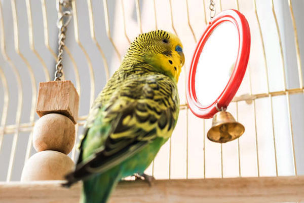 Helpful tips for training your budgie to do tricks