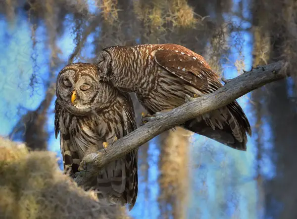 How Do Owls Mate