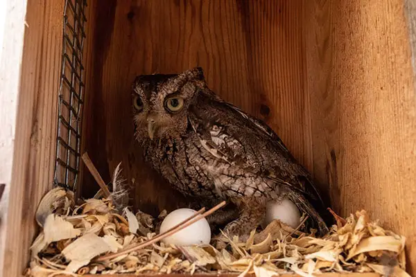 How Many Eggs Do Owls Lay, And How Often
