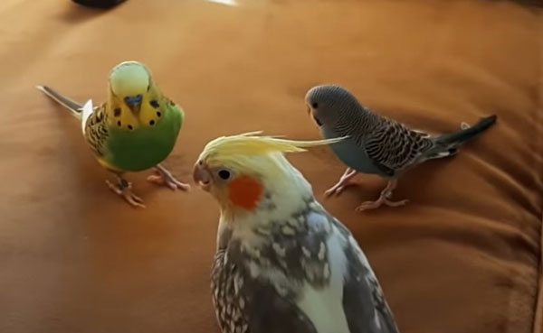 How To House A Cockatiel And Budgie Together