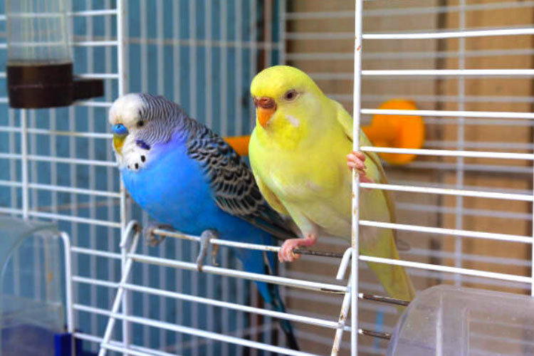 How To Train Your Budgie To Do Tricks