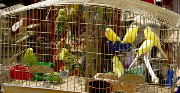 How do you introduce budgies and canaries to each other