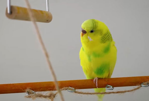 How do you make budgie egg food