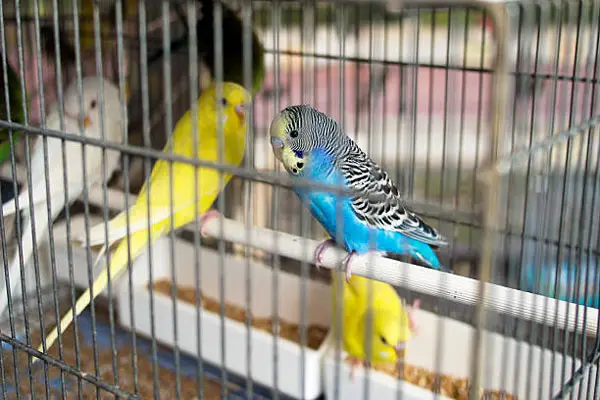 How do you prevent bacteria growth in your budgie's cage