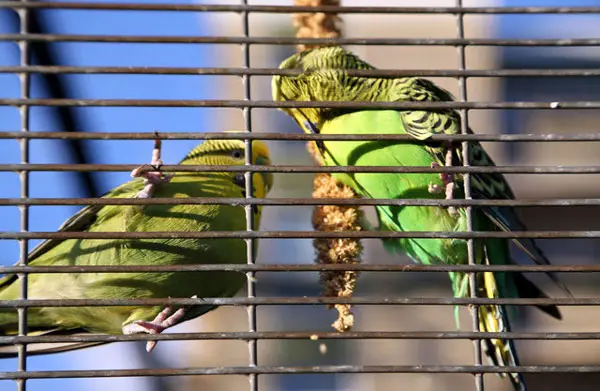 How do you put your budgies' cage outside in summer