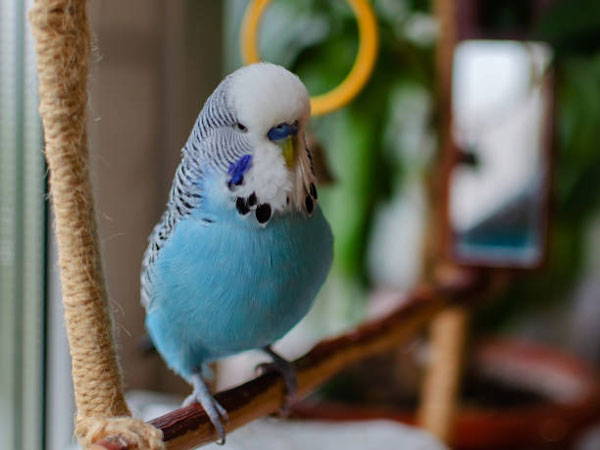 How much sleep does a budgie need