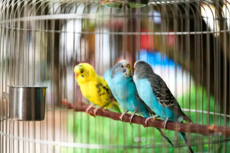 How to Clean and Maintain Your Budgie's Cage