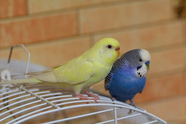 How to clean your budgie’s cage