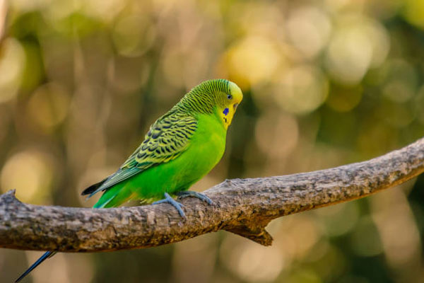 How to ensure your budgie has a peaceful environment to sleep in