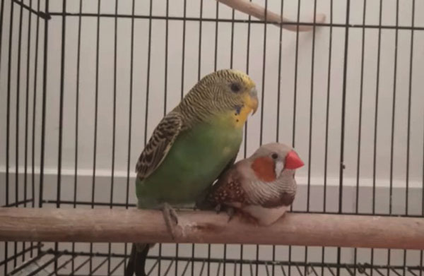 How to introduce budgies and finches to each other