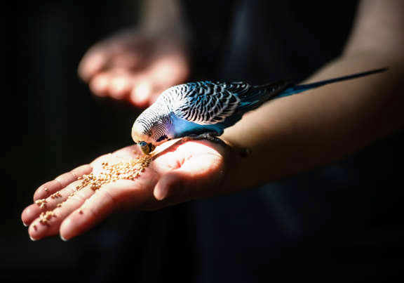 How to tell if your budgie has bonded with you