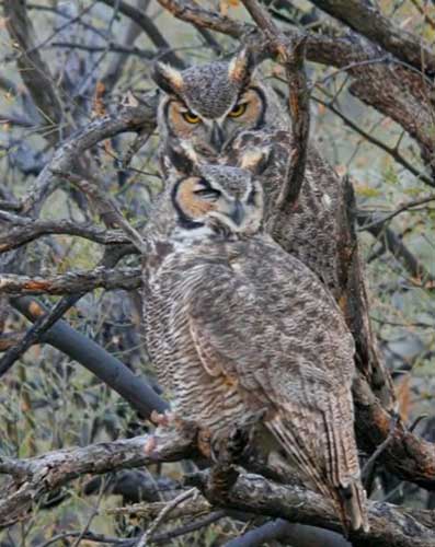 Male Owls Do To Attract Female Owls