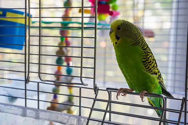 Monthly budgie cage cleaning