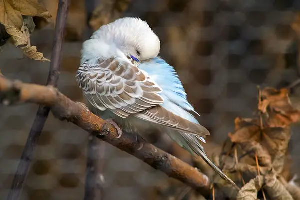 Most common budgie sleeping positions