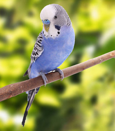 Motivating environment for your budgie