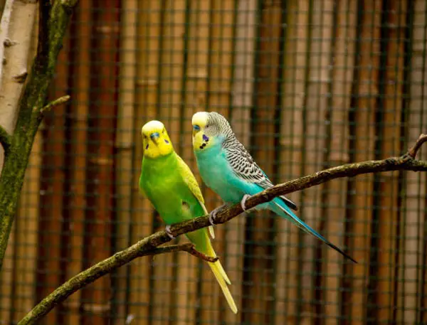 New Budgie New owner