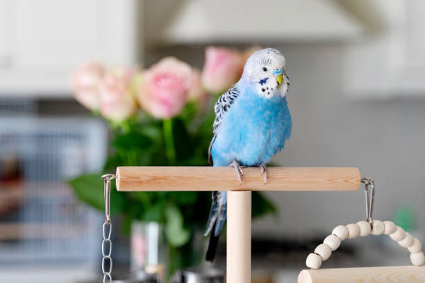 New Budgie Stress due to change in environment