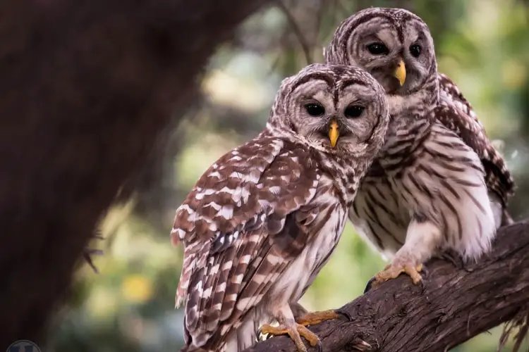 Owl Breeding & Reproduction