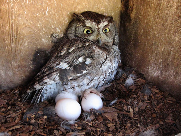 Owl Egg Laying and Incubation