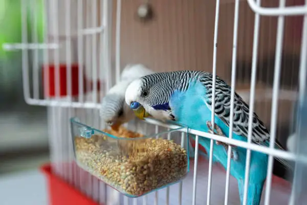 Should you seek veterinary help if your new budgie isn’t eating or drinking