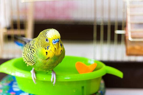 Talk to your budgie in a low voice