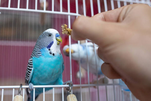 Training your budgie "fetch" trick