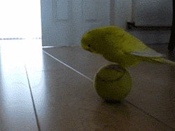 Training your budgie to balance on a tennis ball