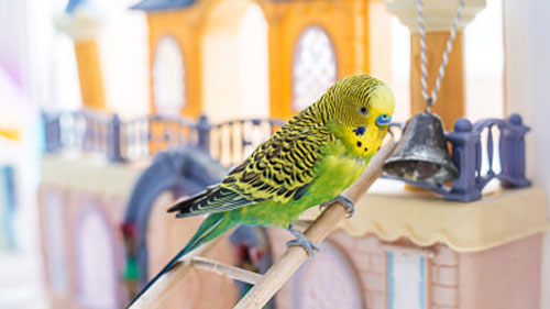 Training your budgie to climb a ladder