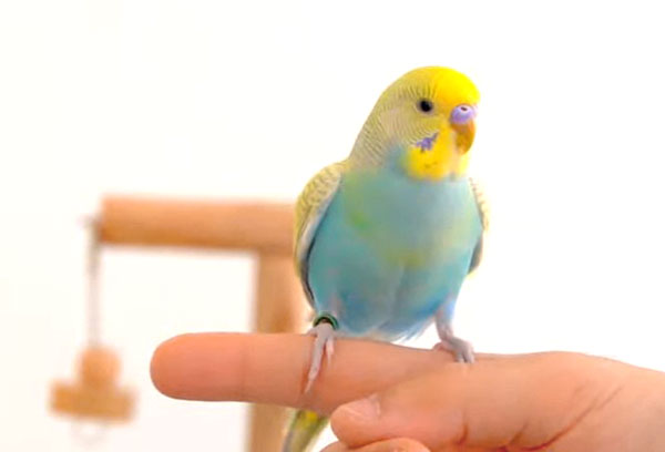 Training your budgie to fly to you when you call it