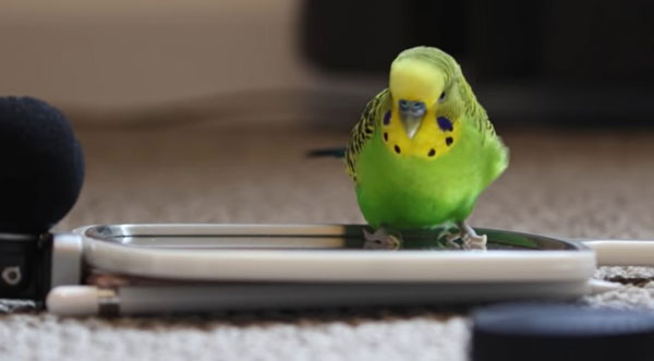 Training your budgie to sing