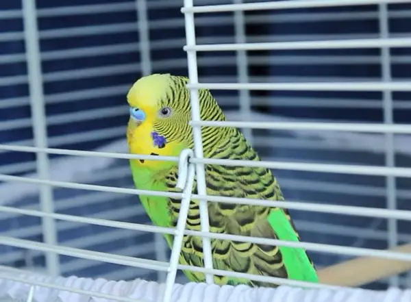 Training your budgie to talk