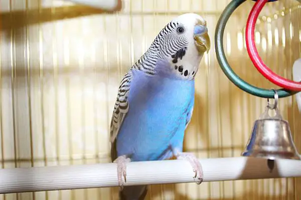 Training your budgie to wave