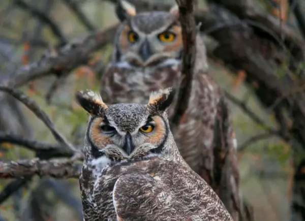 Weather Factors Affect Owl Reproduction
