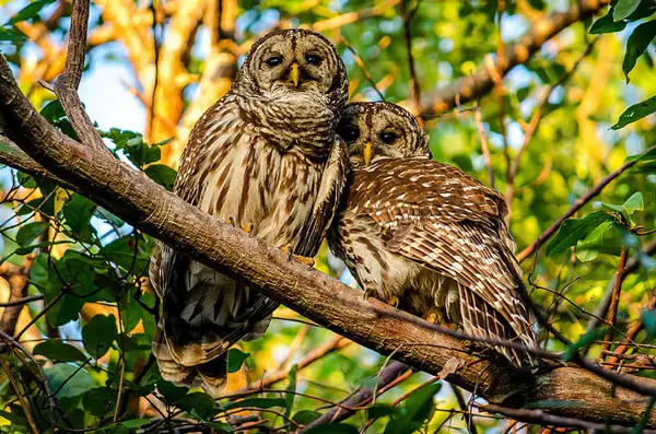 What Do Male Owls Do To Attract Female Owls