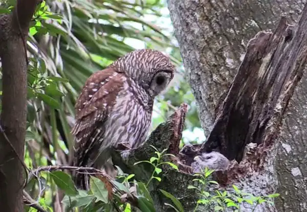 What Factors Affect Owl Reproduction