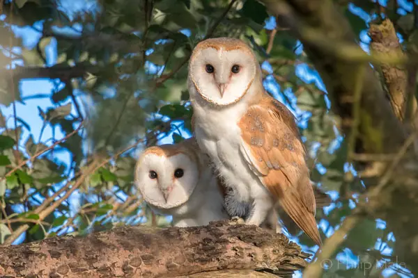 What Is Unique About Barn Owls Mate