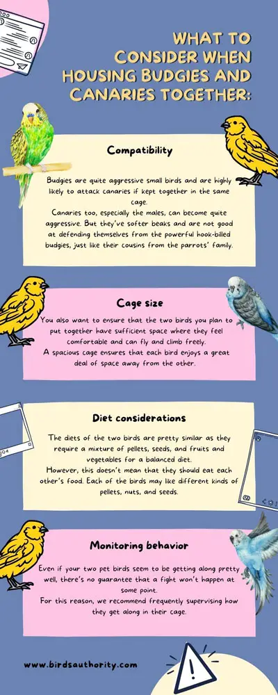What To Consider When Housing Budgies And Canaries Together