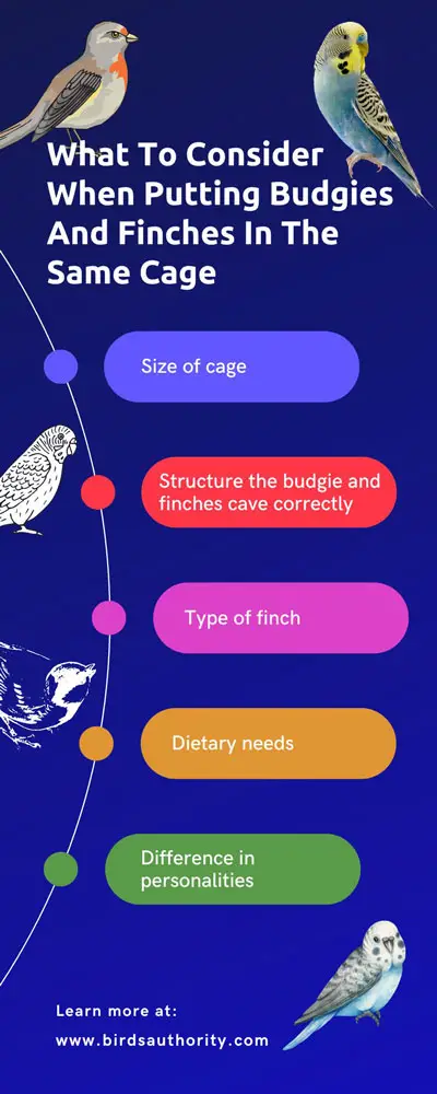 What To Consider When Putting Budgies And Finches In The Same Cage