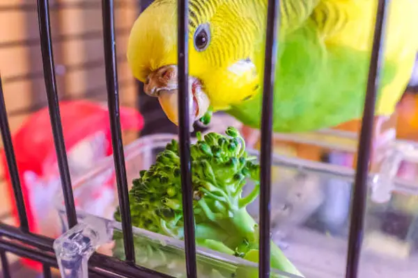 What are the signs of a healthy sleep pattern in a budgie